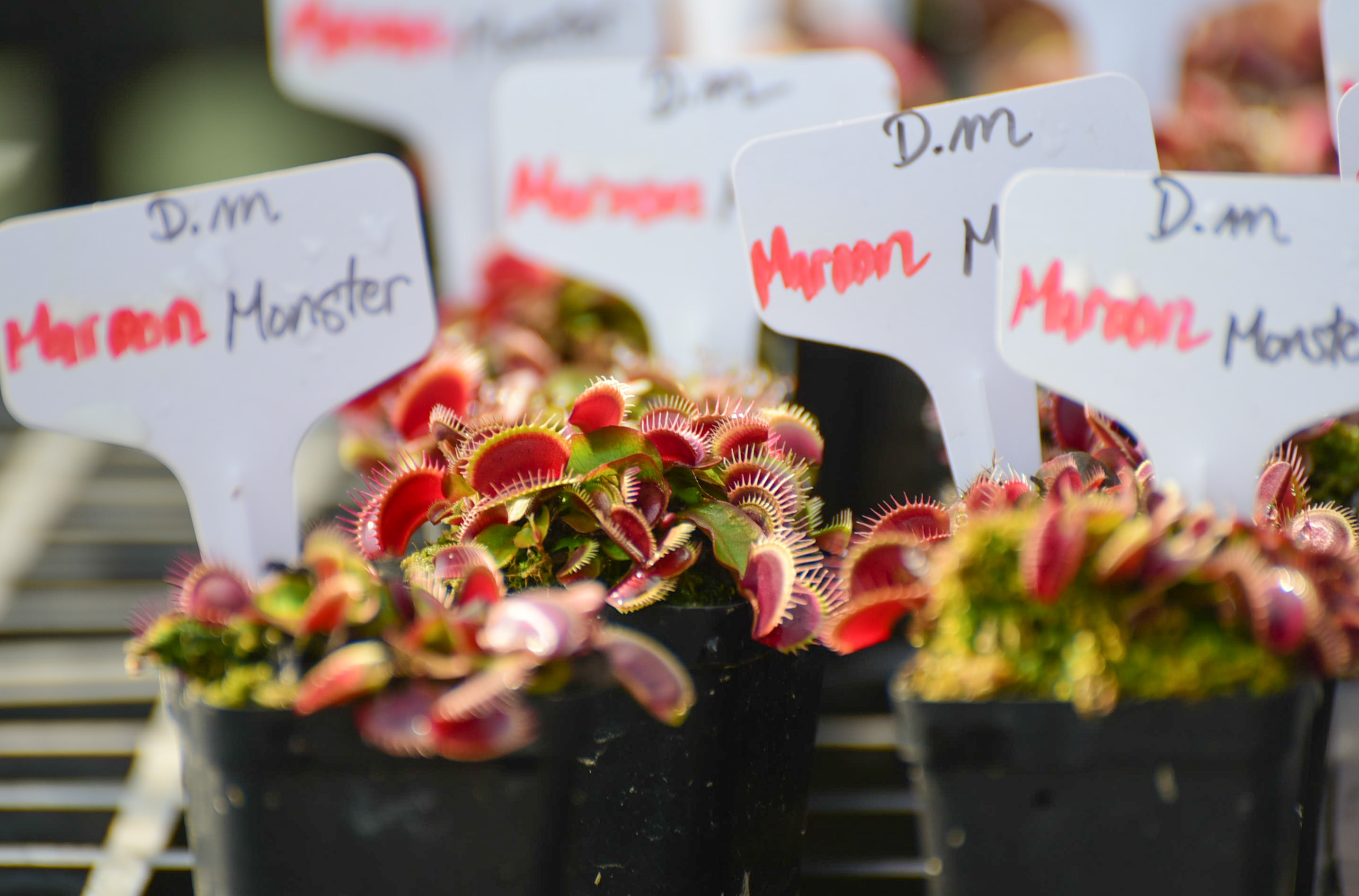 Venus flytraps in Thu’s garden. Photo: Ngoc Phuong / Tuoi Tre News
