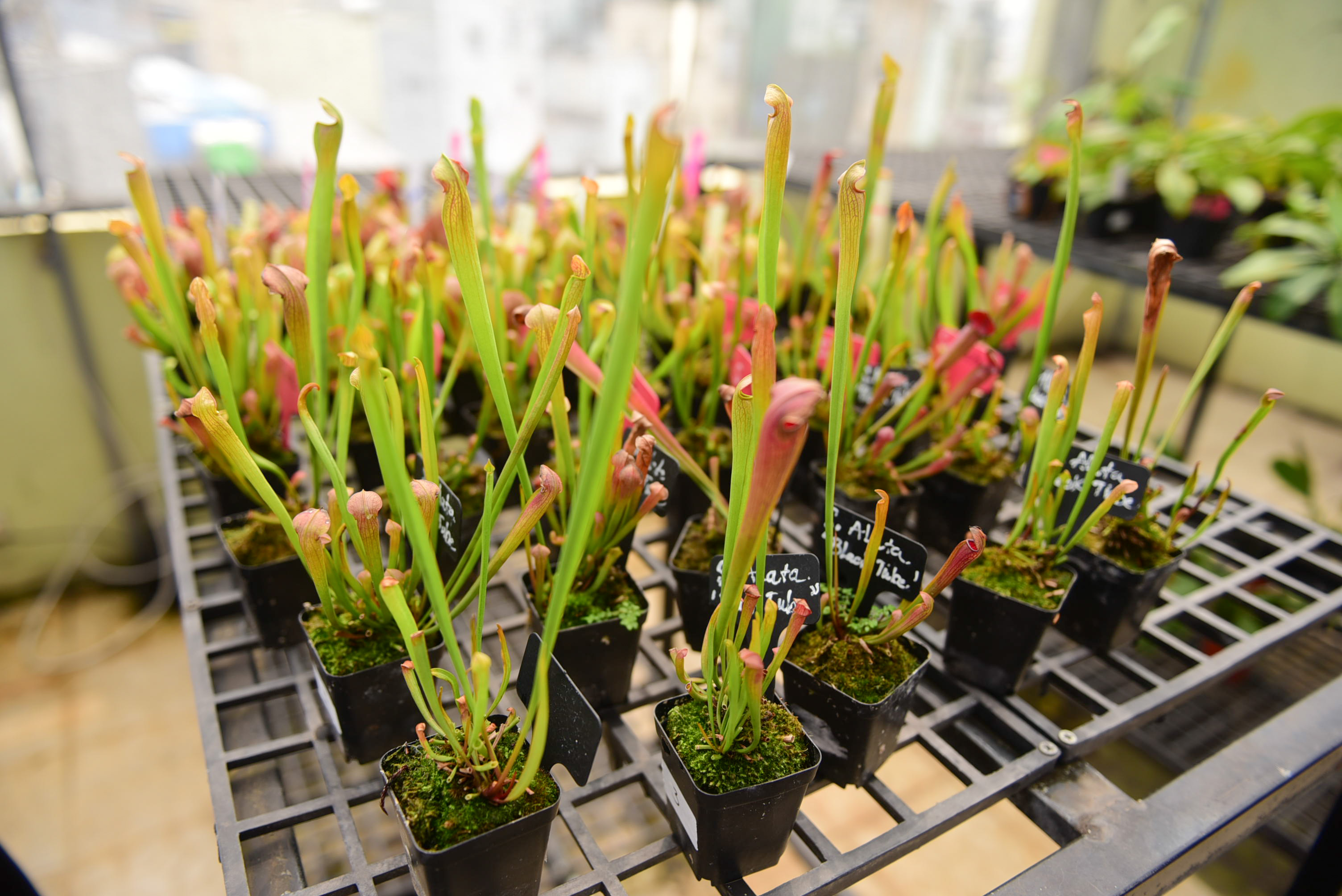 Trumpet pitchers in Thu’s garden. Photo: Ngoc Phuong / Tuoi Tre News
