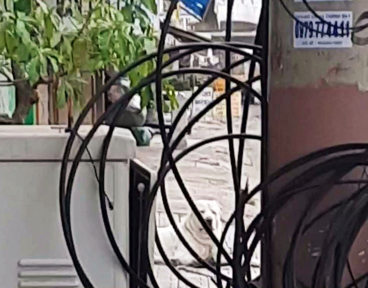 The dog that attacks the foreign visitor. Photo: Thuc Nghi / Tuoi Tre