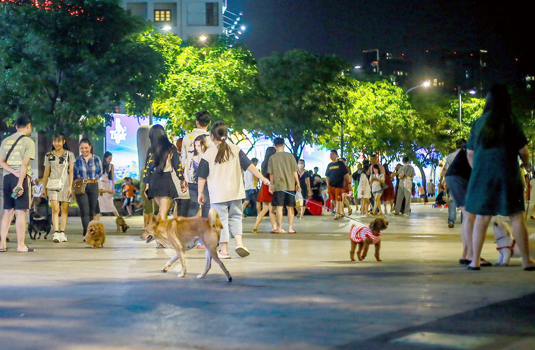 There are many large dogs. Photo: Chau Tuan / Tuoi Tre
