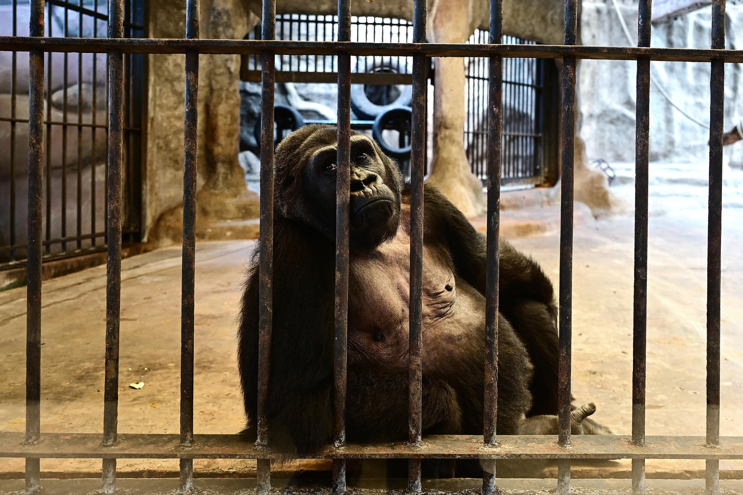 This photograph taken through a glass facade on March 9, 2023 shows Thailands only gorilla, a female named 'Bua Noi' or Little Lotus, looking on from behind the bars of her cage at the Pata Zoo in Bangkok. Photo: AFP