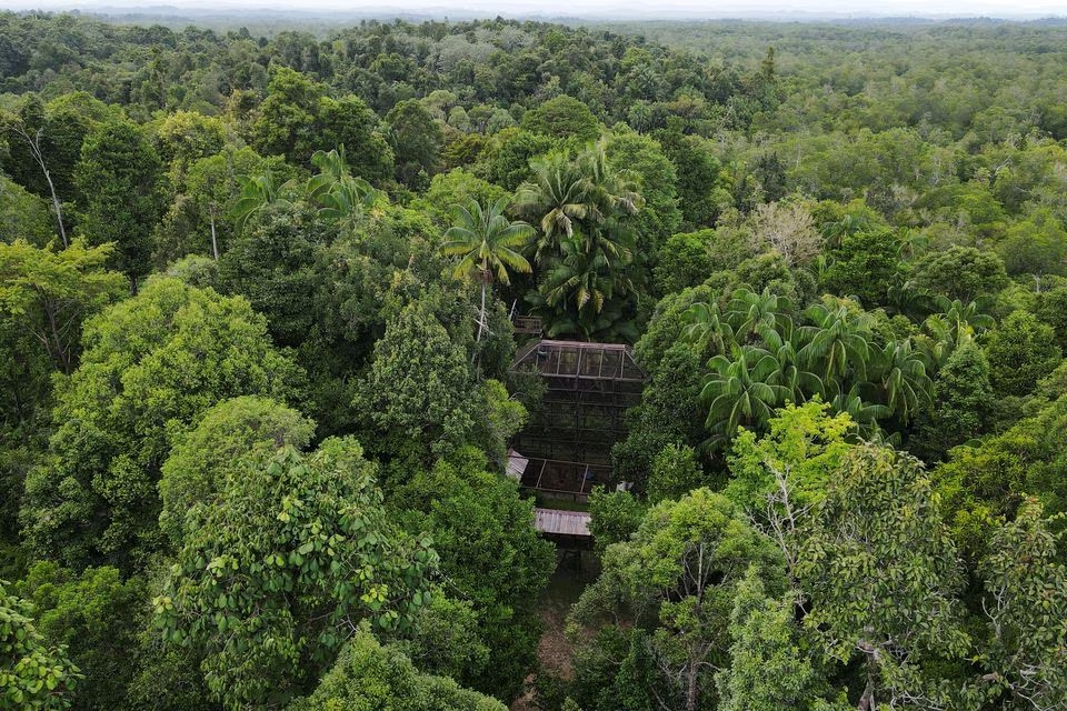 Cages for Orangutans are seen at the Arsari Orangutag Sanctuary Center located near Indonesia's projected new capital called Nusantara, in Sepaku, East Kalimantan province, Indonesia, March 7, 2023. Photo: Reuters