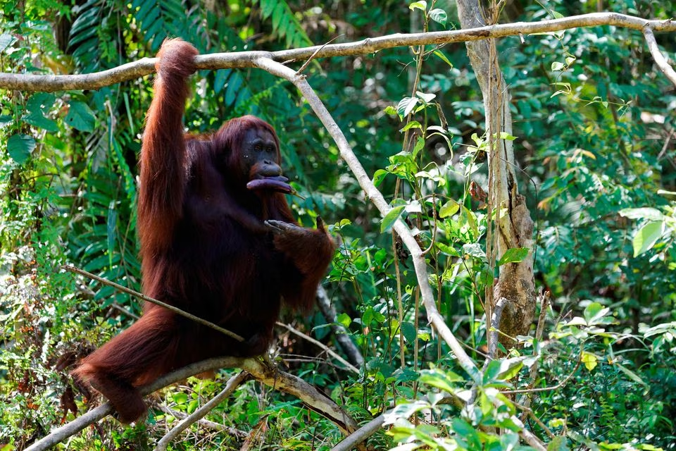 A female Orangutan called 'Kikan' eats an eggplant during the feeding time at a rehabilitation and reintroduction site of Borneo Orangutan Survival Foundation (BOSF) Samboja Lestari located near Indonesia's projected new capital called Nusantara, in Samboja, East Kalimantan province, Indonesia, March 9, 2023. Photo: Reuters