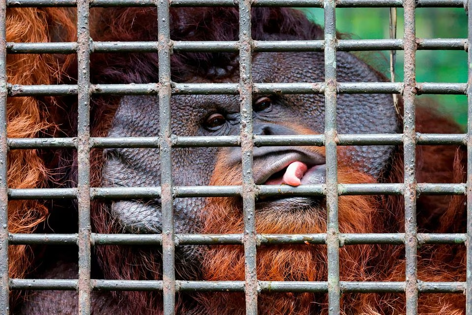 A male Orangutan called 'Boni' is seen at the Arsari Orangutan Sanctuary Center located near Indonesia's projected new capital called Nusantara, in Sepaku, East Kalimantan province, Indonesia, March 7, 2023. Photo: Reuters