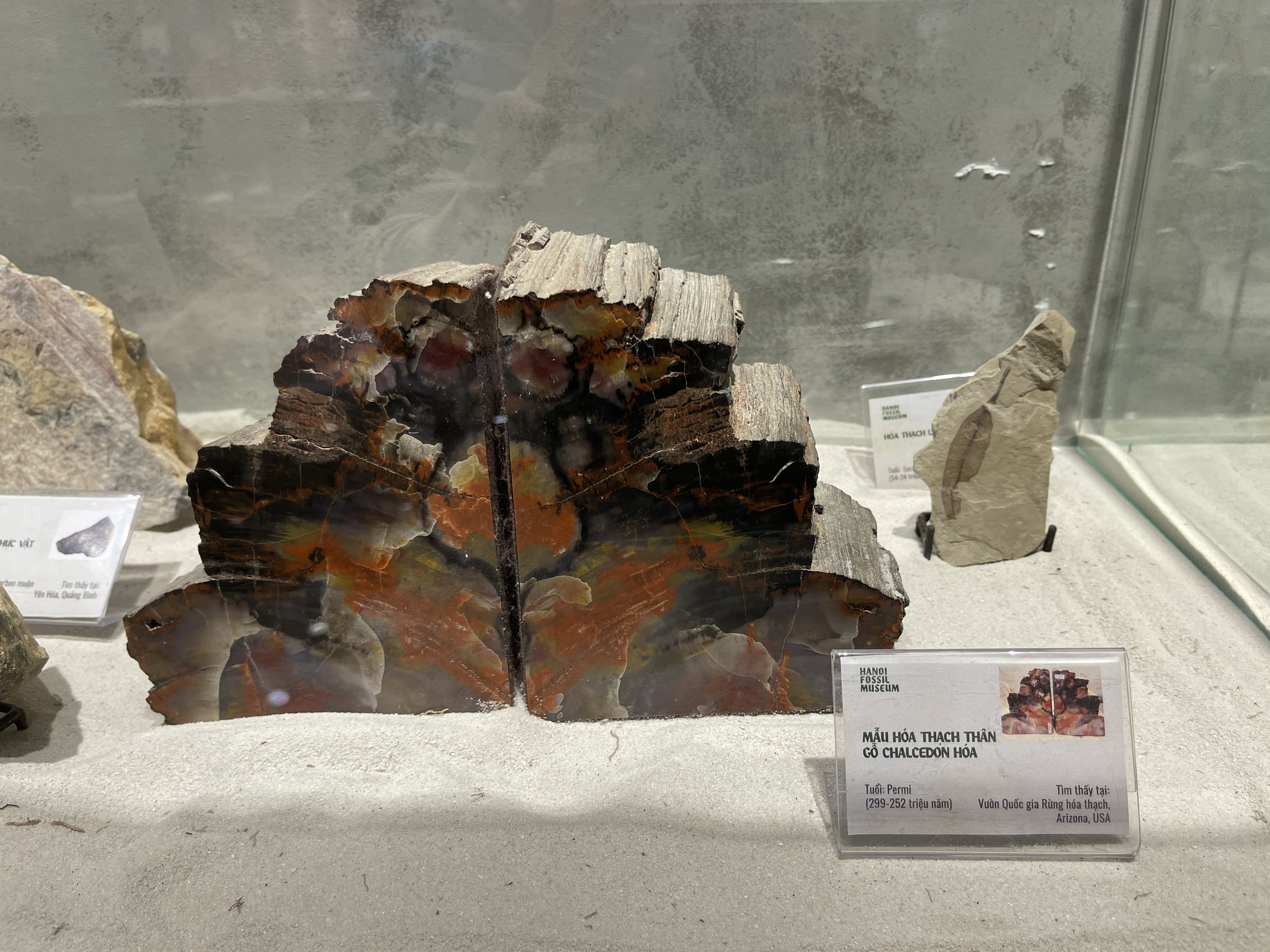 A Permian’s piece of chalcedony petrified wood found in Petrified Forest National Park in the American state of Arizona is showcased at the exhibition. Photo: Dong Nguyen / Tuoi Tre News