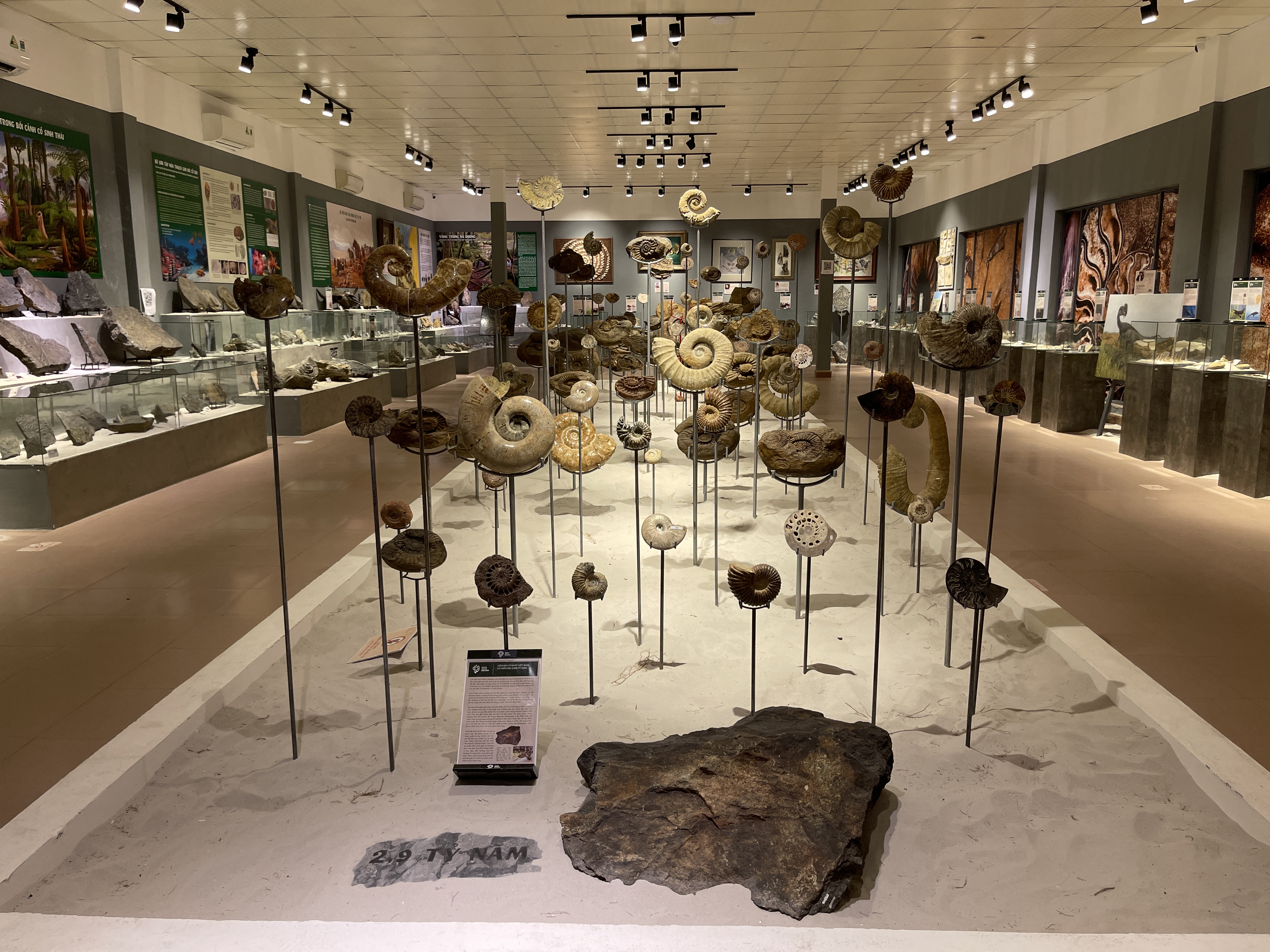 Fossils on display at the fossil exhibition ‘A Journey to Discover the Origin of Life on Earth' in Hue City, Vietnam. Photo: Dong Nguyen / Tuoi Tre News