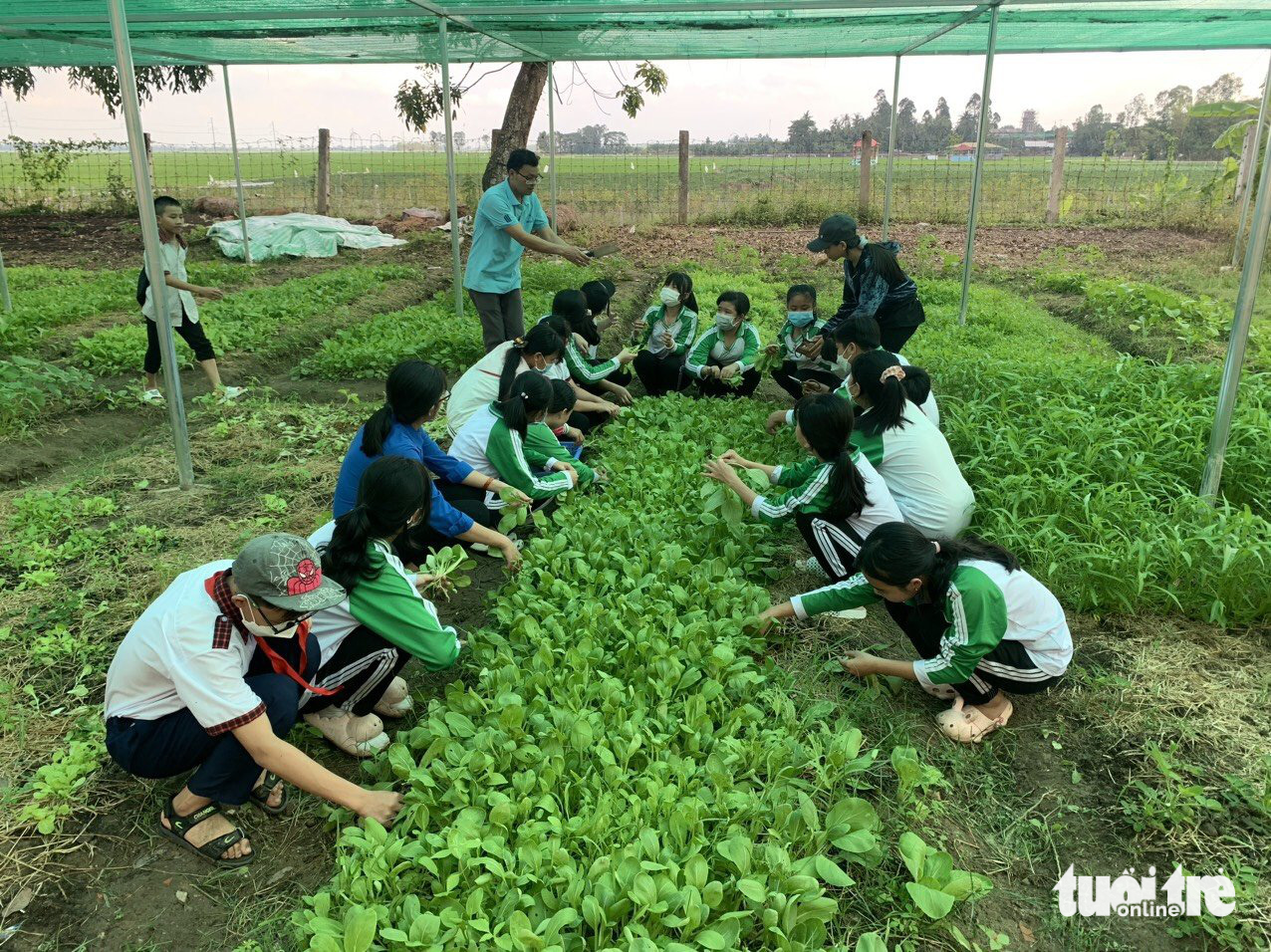 Students are harvesting mustard