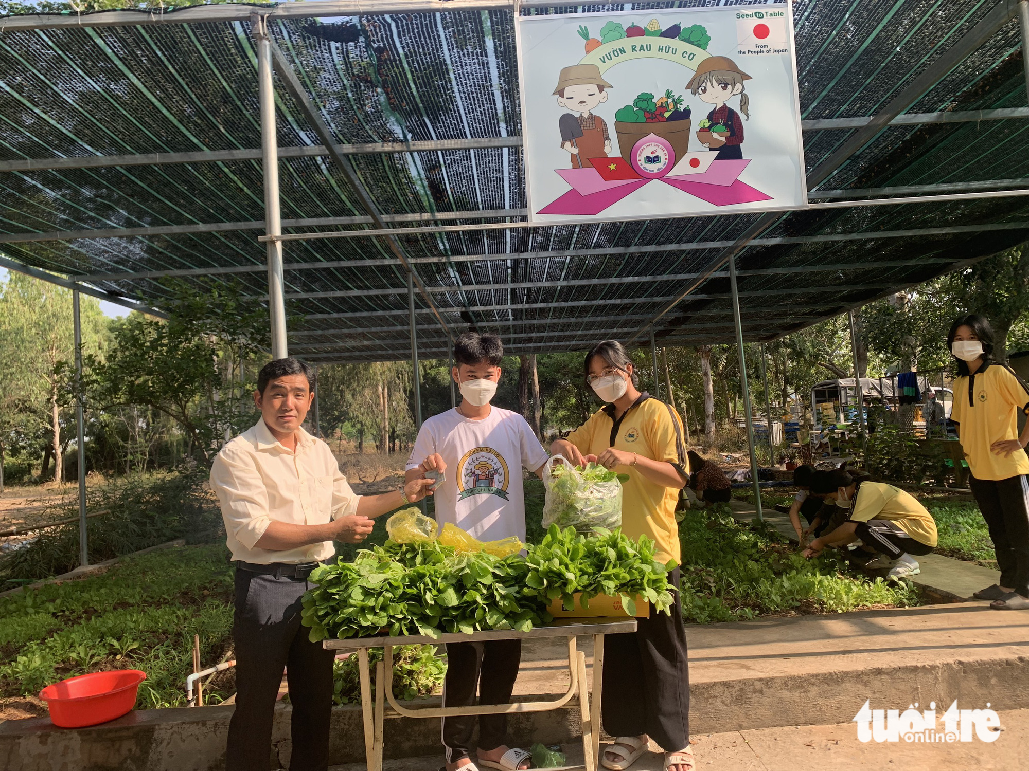 After a harvest, students sell vegetables to teachers for fundraising