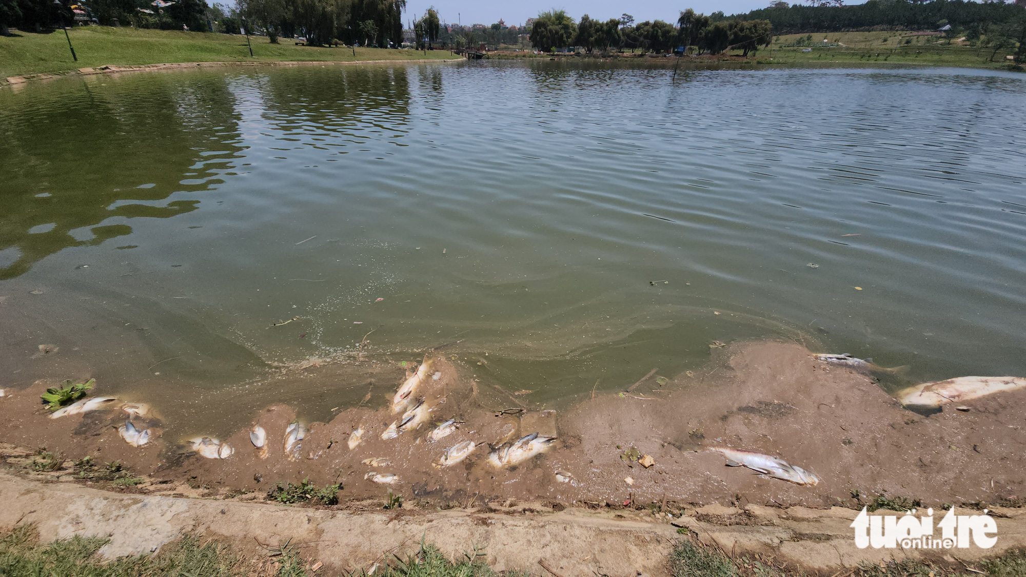 Dead fish wash ashore in Xuan Huong Lake. Photo: M.V./ Tuoi Tre