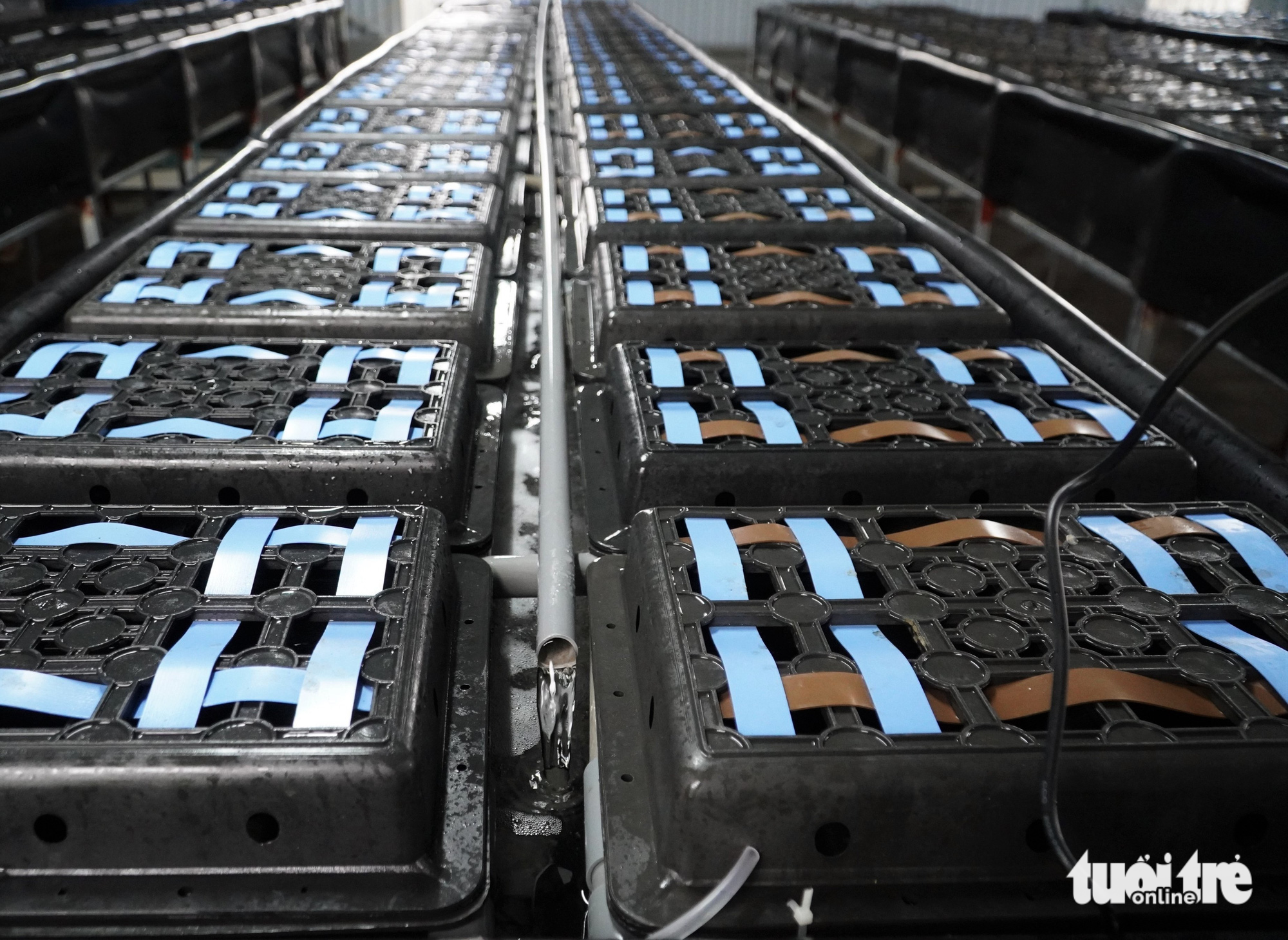 Crabs are raised in plastic boxes at Pham Thanh Son’s farm in Nghi Xuan District, Ha Tinh Province, Vietnam. Photo: Le Minh / Tuoi Tre