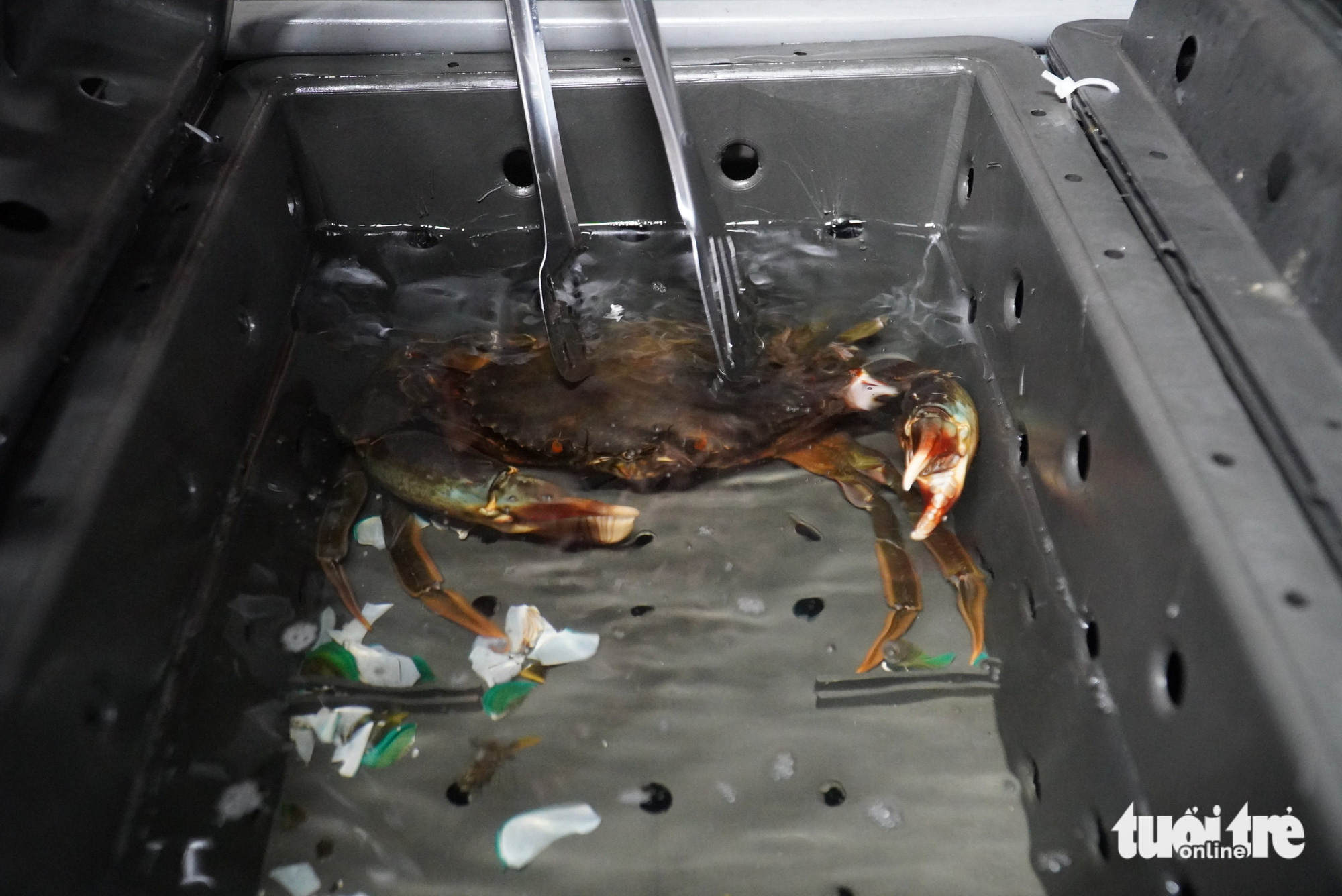 Crabs are raised in plastic boxes at Pham Thanh Son’s farm in Nghi Xuan District, Ha Tinh Province, Vietnam. Photo: Le Minh / Tuoi Tre