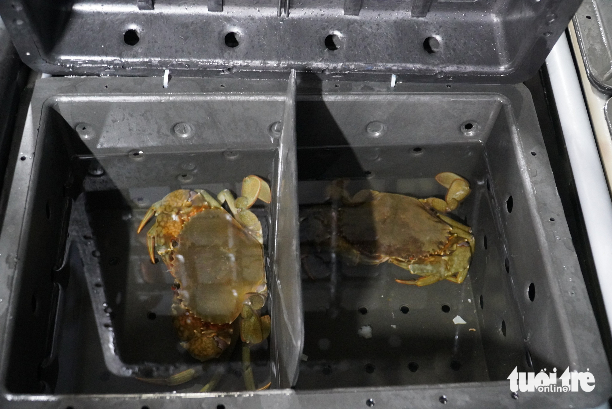 Crabs are raised in plastic boxes at Pham Thanh Son’s farm in Nghi Xuan District, Ha Tinh Province, Vietnam. Photo: Le Minh / Tuoi Tre