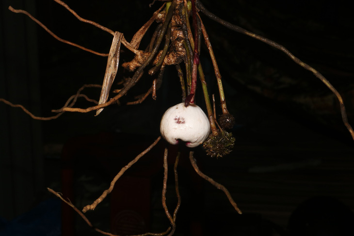 New plant species named ‘toi da Phong Dien,’ or Aspidistra phongdiensis scientifically, is found in the Phong Dien nature reserve in Thua Thien-Hue Province, central Vietnam. Photo: Dinh Dien / Tuoi Tre