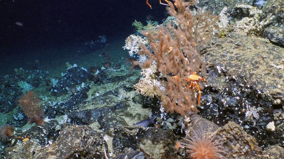 A crab is pictured at an ancient and pristine coral reef discovered by a scientific expedition in the depths of the Galapagos Islands, in Ecuador, in this undated handout photo obtained by Reuters on April 17, 2023. Photo: Reuters