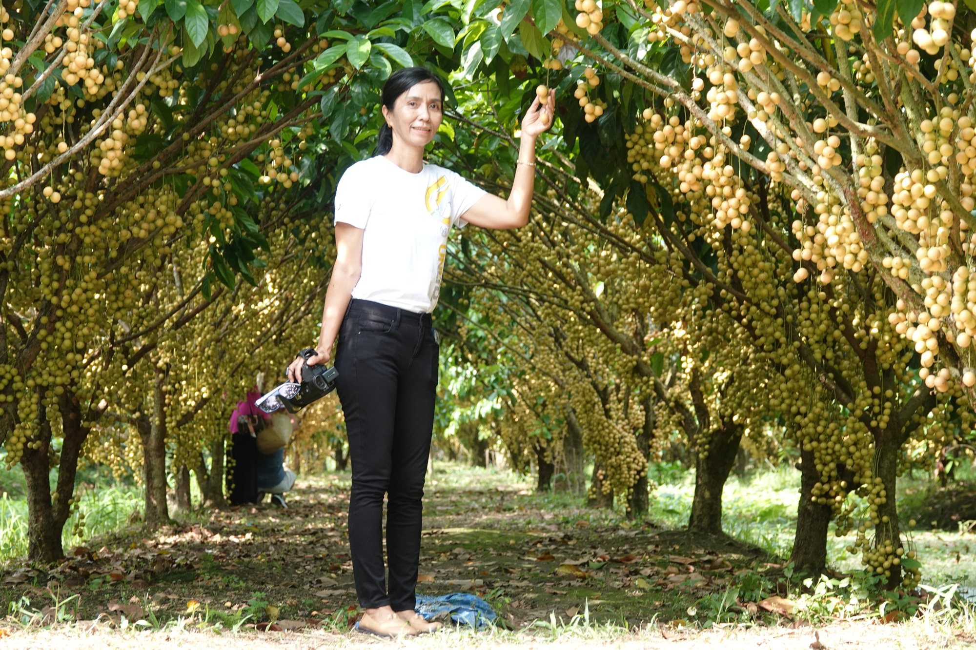 A Burmese grape tree archway. Photo: T.L / Tuoi Tre