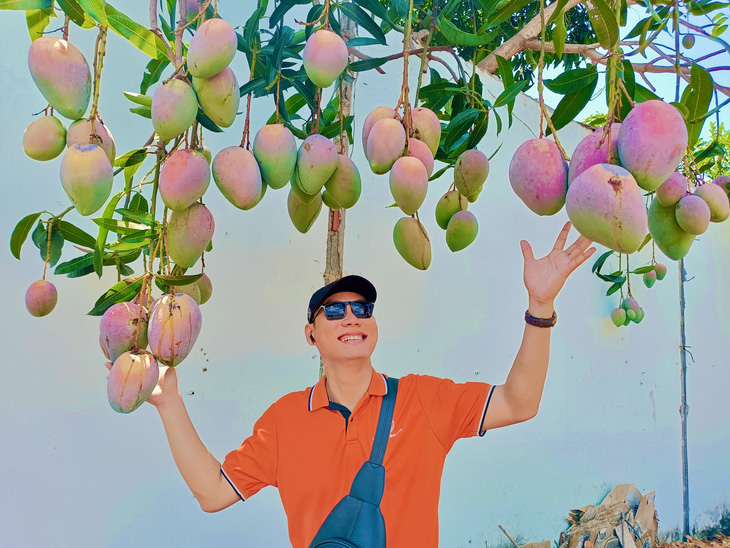Mango-laden trees become ideal sites for taking photos. Photo: Minh Chien / Tuoi Tre