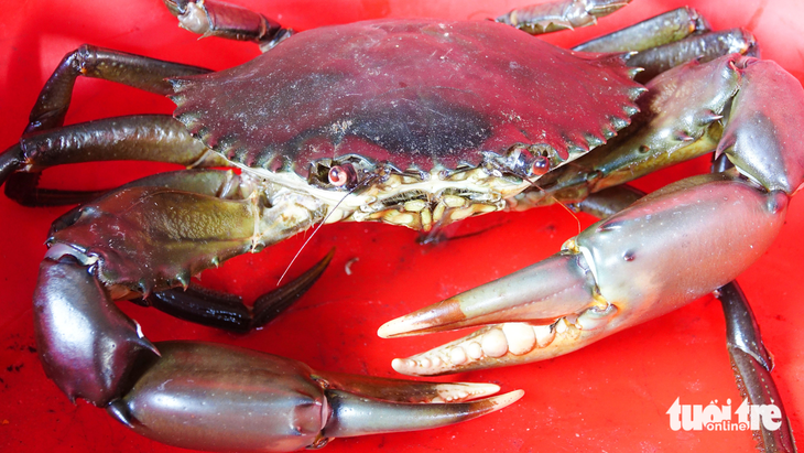 Crabs in the Rach Tram River in Phu Quoc with black bodies, red pincers and tough meat are preferred in the local market. Photo: Chi Cong / Tuoi Tre