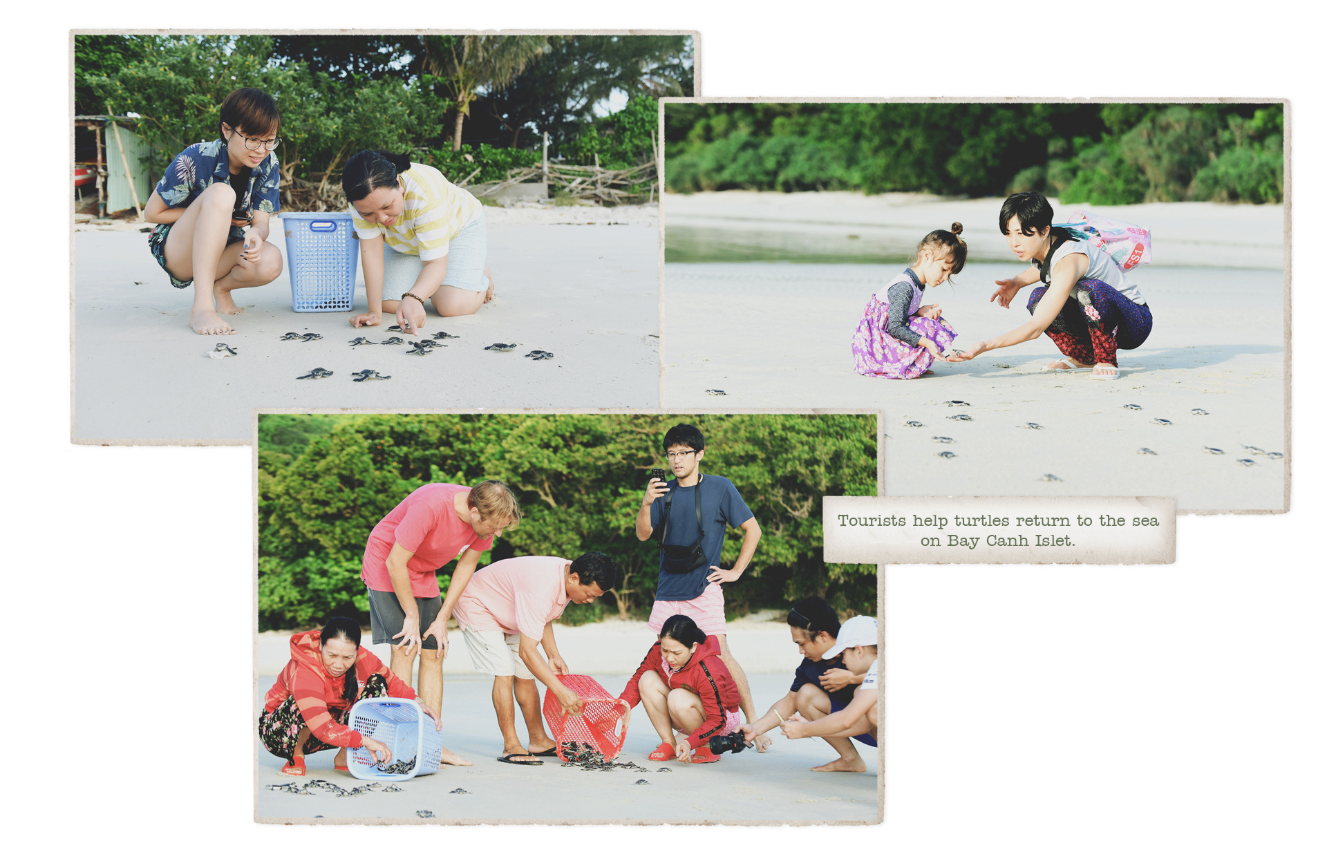 Tourists help turtles return to the sea on Bay canh Islet in Con Dao District, Ba Ria - Vung Tau Province, Vietnam. Photo: Tuoi Tre