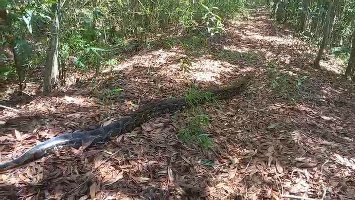 A 63-kilogram python is released into the Lang Sen Wetland Reserve in Long An Province, a neighbor of Ho Chi Minh City. Photo: Supplied