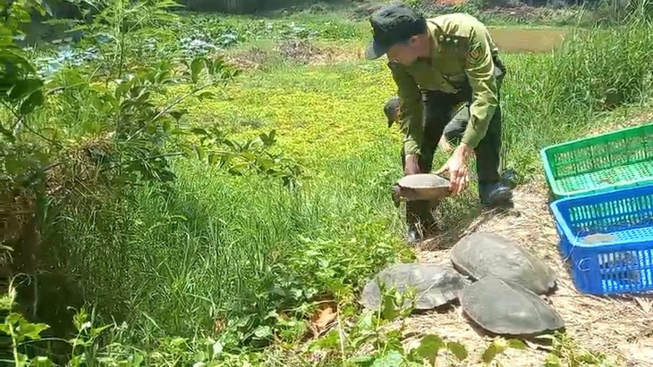 Turtles are set free at the Lang Sen Wetland Reserve in Long An Province. Photo: Supplied