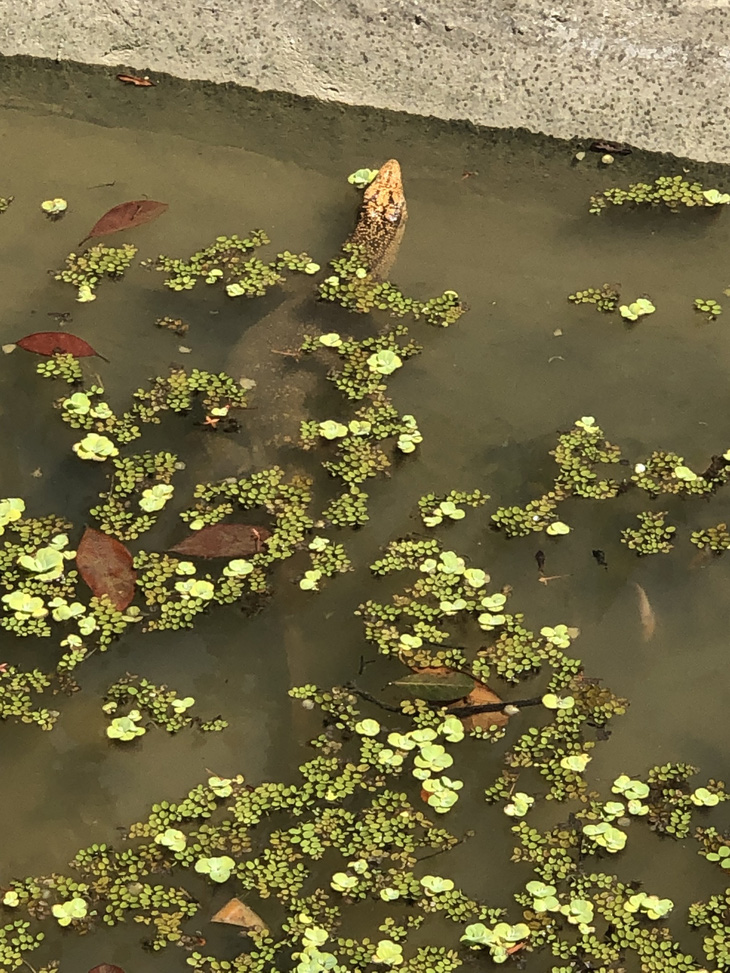 A clouded monitor is seen in a lake