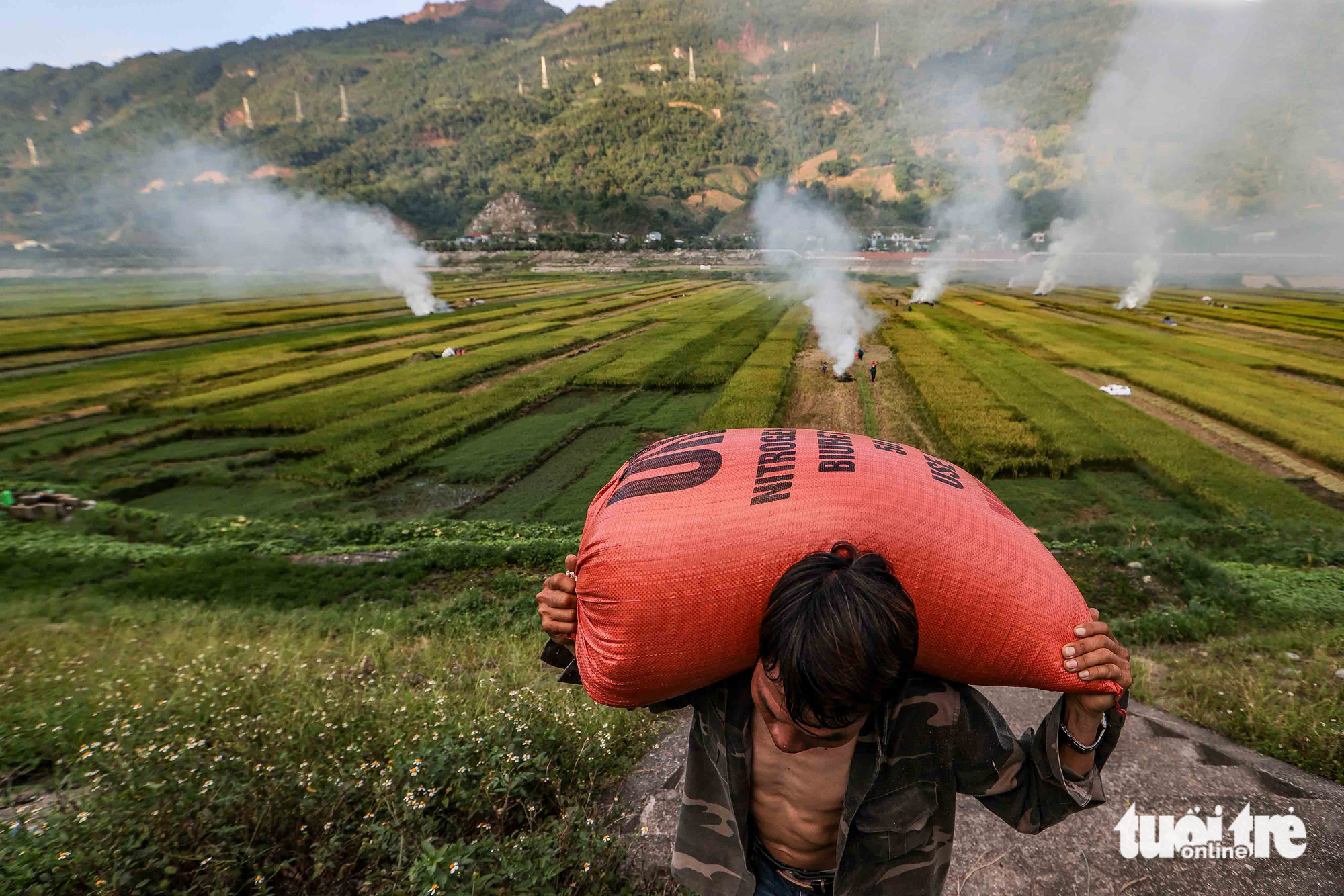 A local man carries a bag of rice planted in the dried-up Son La hydropower reservoir. Photo: Nguyen Khanh / Tuoi Tre