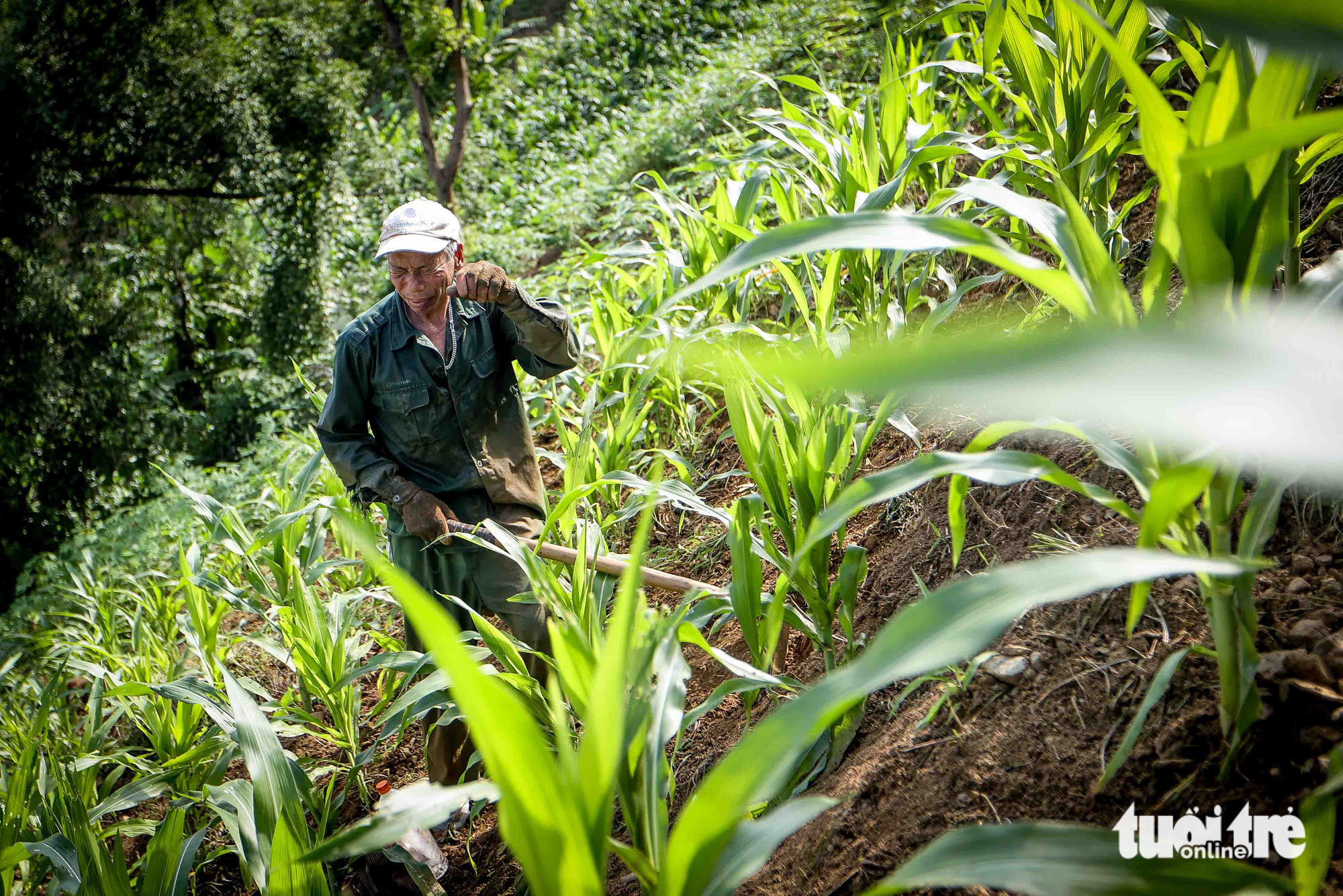 Ho Van Kien, 62, a Muong Lay native, is unhappy as the drawn-out drought has taken a toll on his cornfield. Photo: Nguyen Khanh / Tuoi Tre