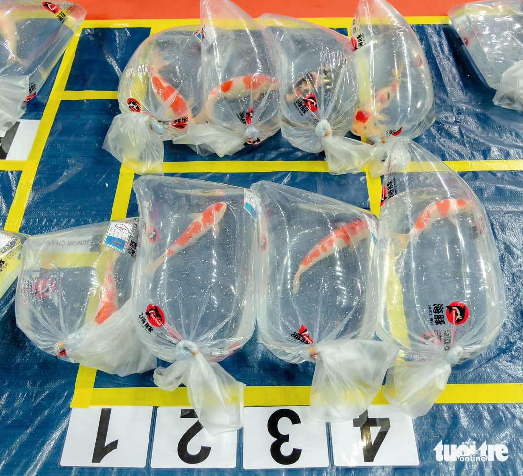 Koi fish at the show are 20-95 centimeters long each. Photo: All Vietnam Koi Show