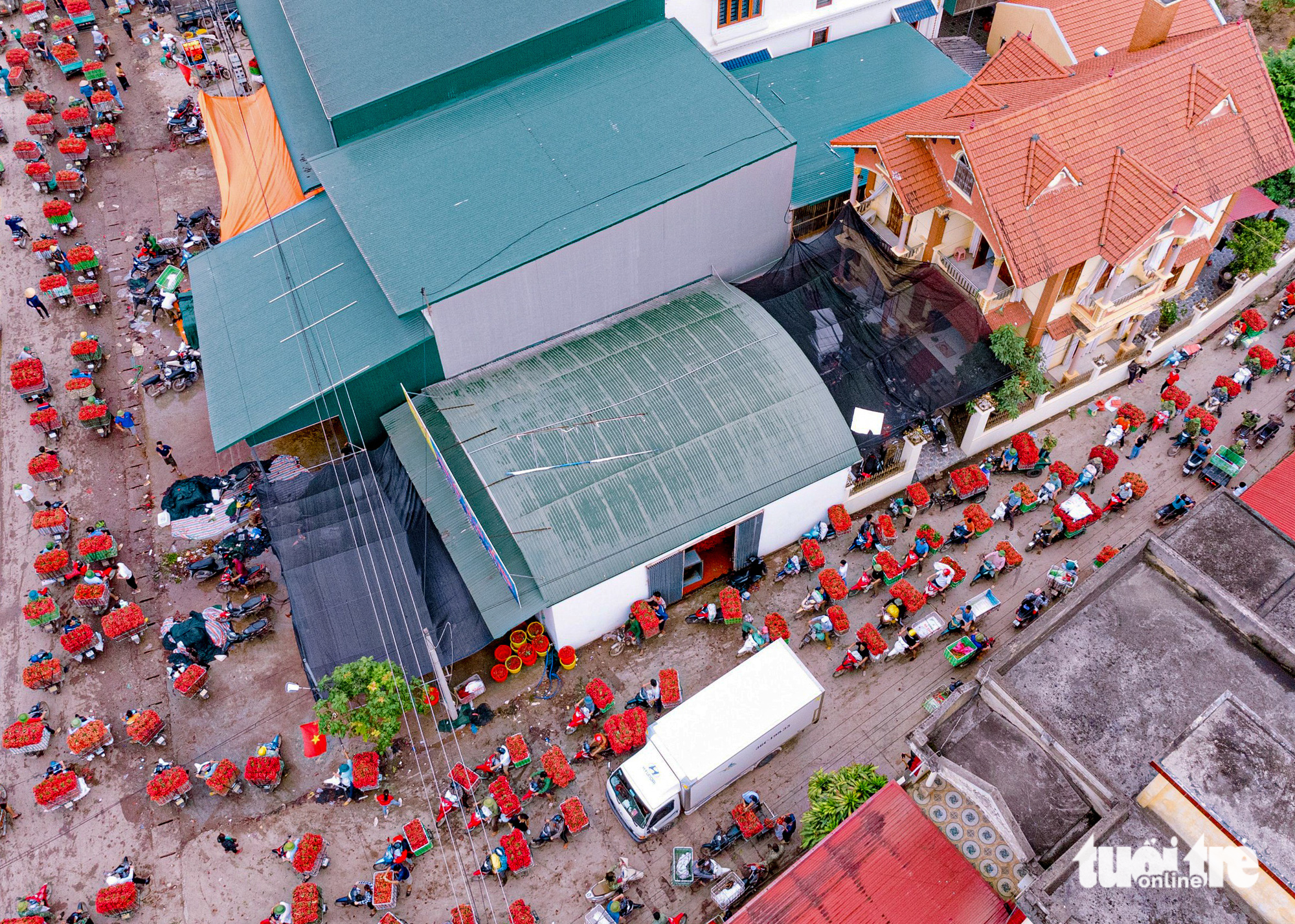 On the early morning of these days, every corner of Luc Ngan District has turned red due to ripe lychees. Farmers harvest lychees at 4:00 or 5:00 am each day. Photo: Nguyen Ke / Tuoi Tre