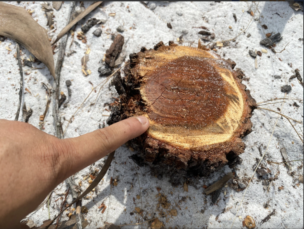 A tree is cut at its trunk following the fire drill. Photo: Le Trung / Tuoi Tre