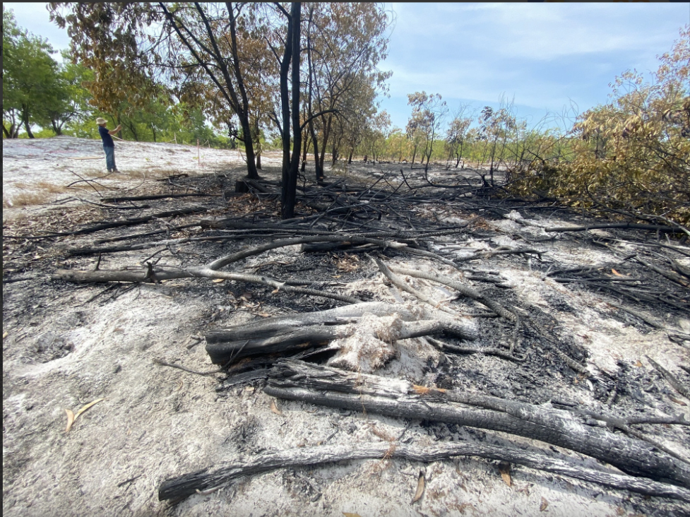 A forest area is turned black after the fire drill. Photo: Le Trung / Tuoi Tre