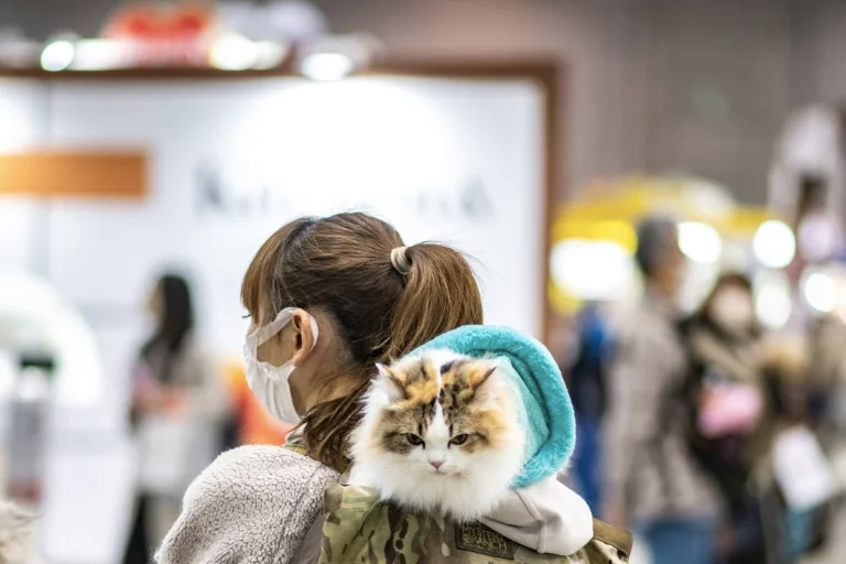 Japan team finds gene determining calico cat color patterns- Ảnh 2.