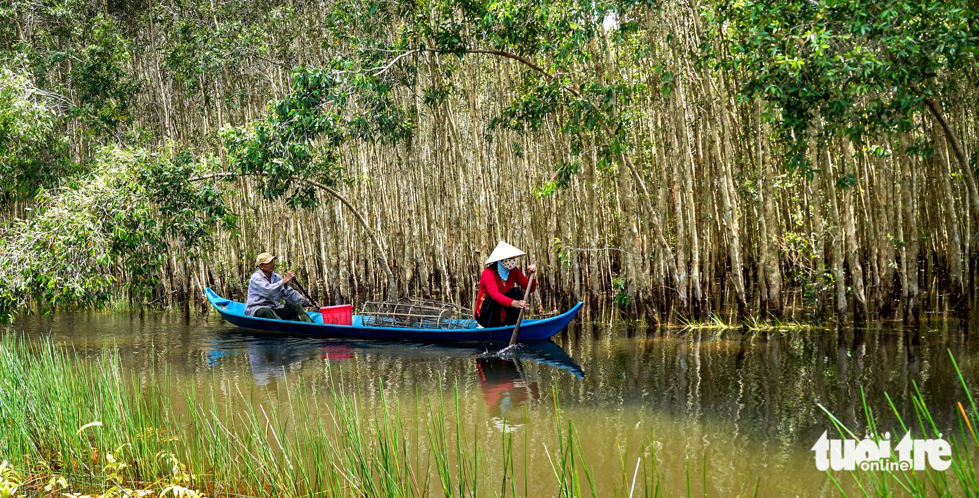 Setting fishing gear is among must-try experiences for visitors to the U Minh Ha National Park, located in Ca Mau Province, southern Vietnam. Photo: Thanh Huyen / Tuoi Tre