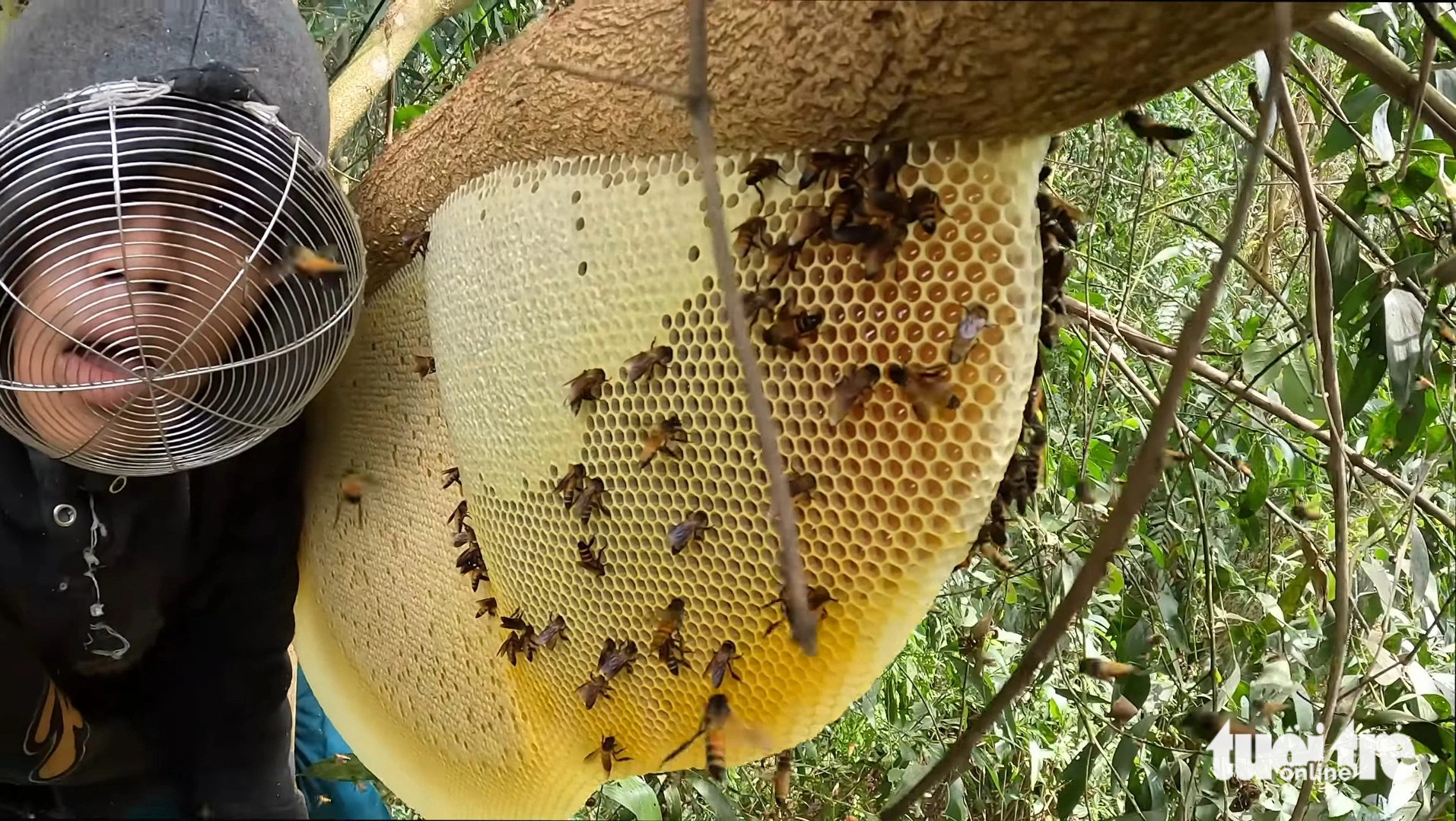 Visitors joining “honey hunting” trips should wear proper protective gear and strictly follow instructions of seasoned honey hunters in Ca Mau Province, southern Vietnam. Photo: Thanh Huyen / Tuoi Tre