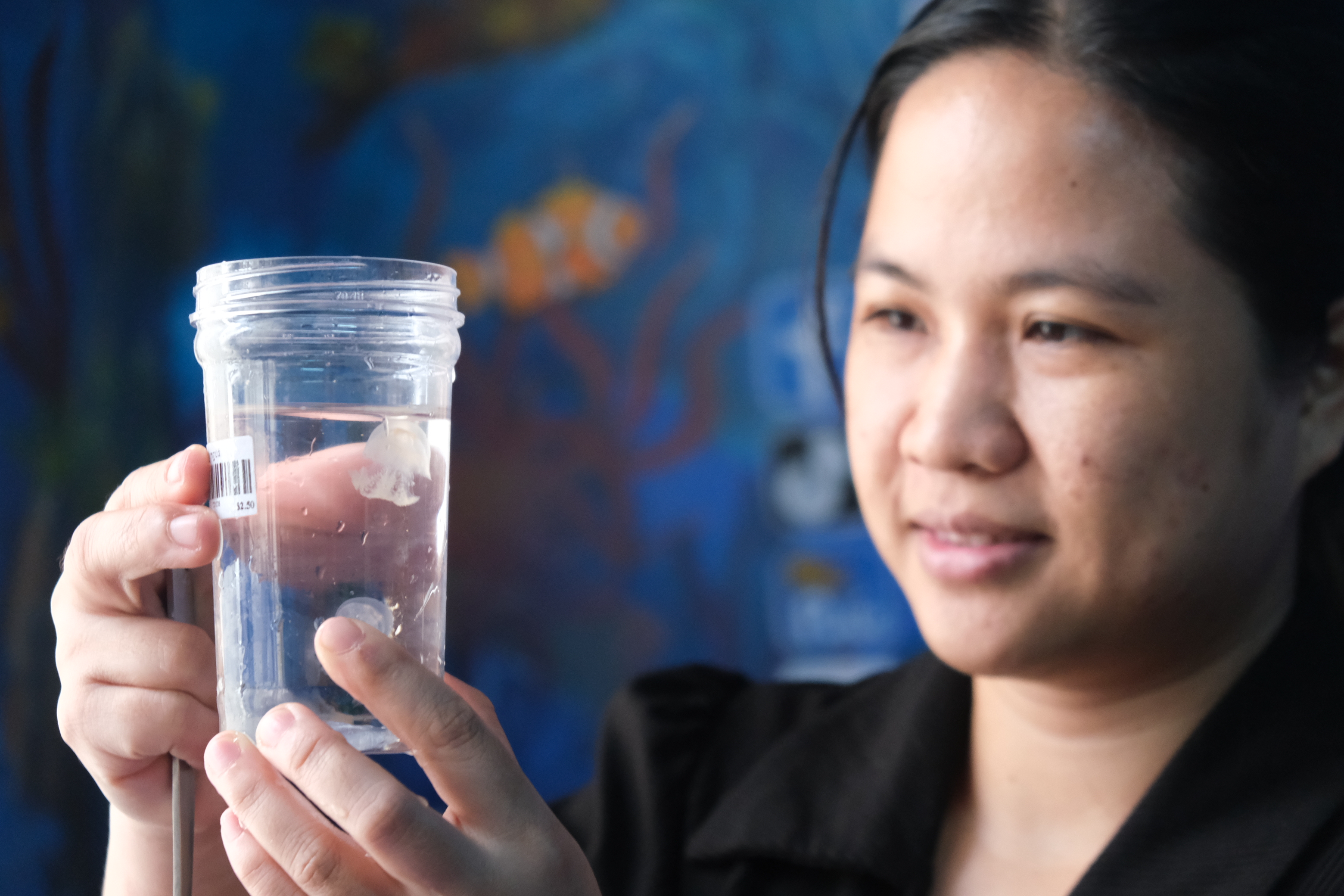 Trinh checks on her jellyfish after they arrive at her home. Photo: Ngoc Phuong / Tuoi Tre News