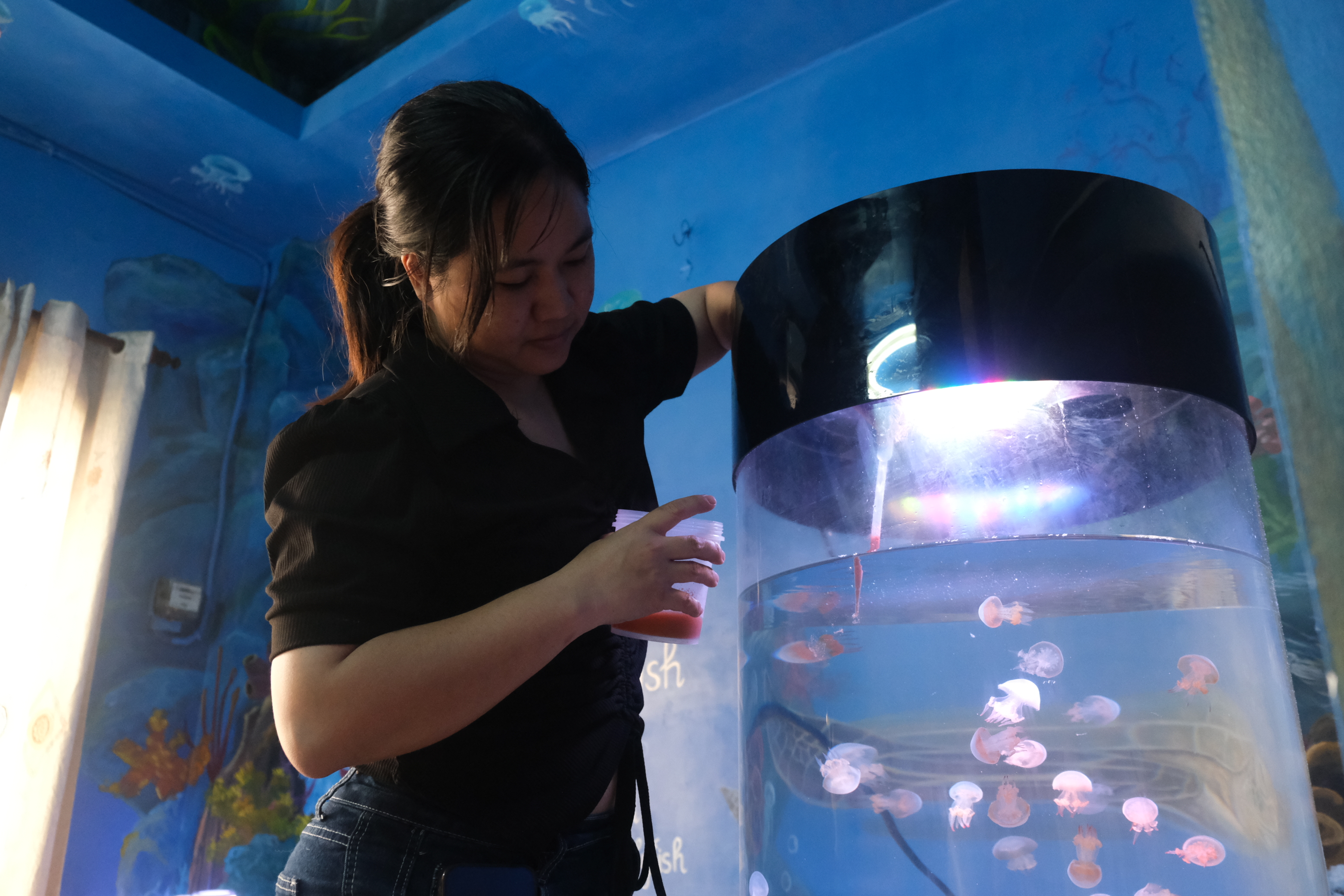 Trinh feeds jellyfish with brine shrimp twice a day. Photo: Ngoc Phuong / Tuoi Tre News
