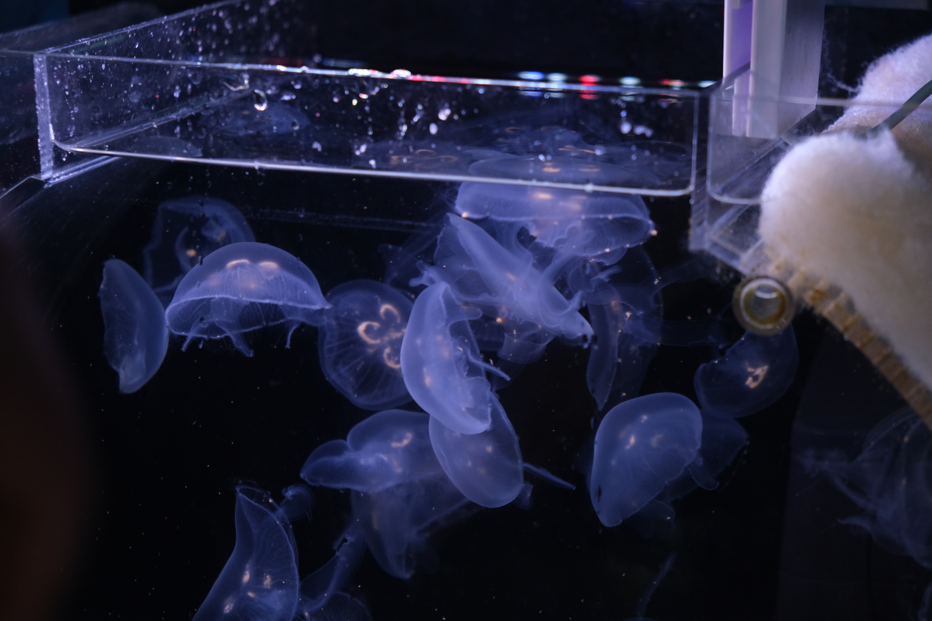 Moon jellyfish. Photo: Ngoc Phuong / Tuoi Tre News