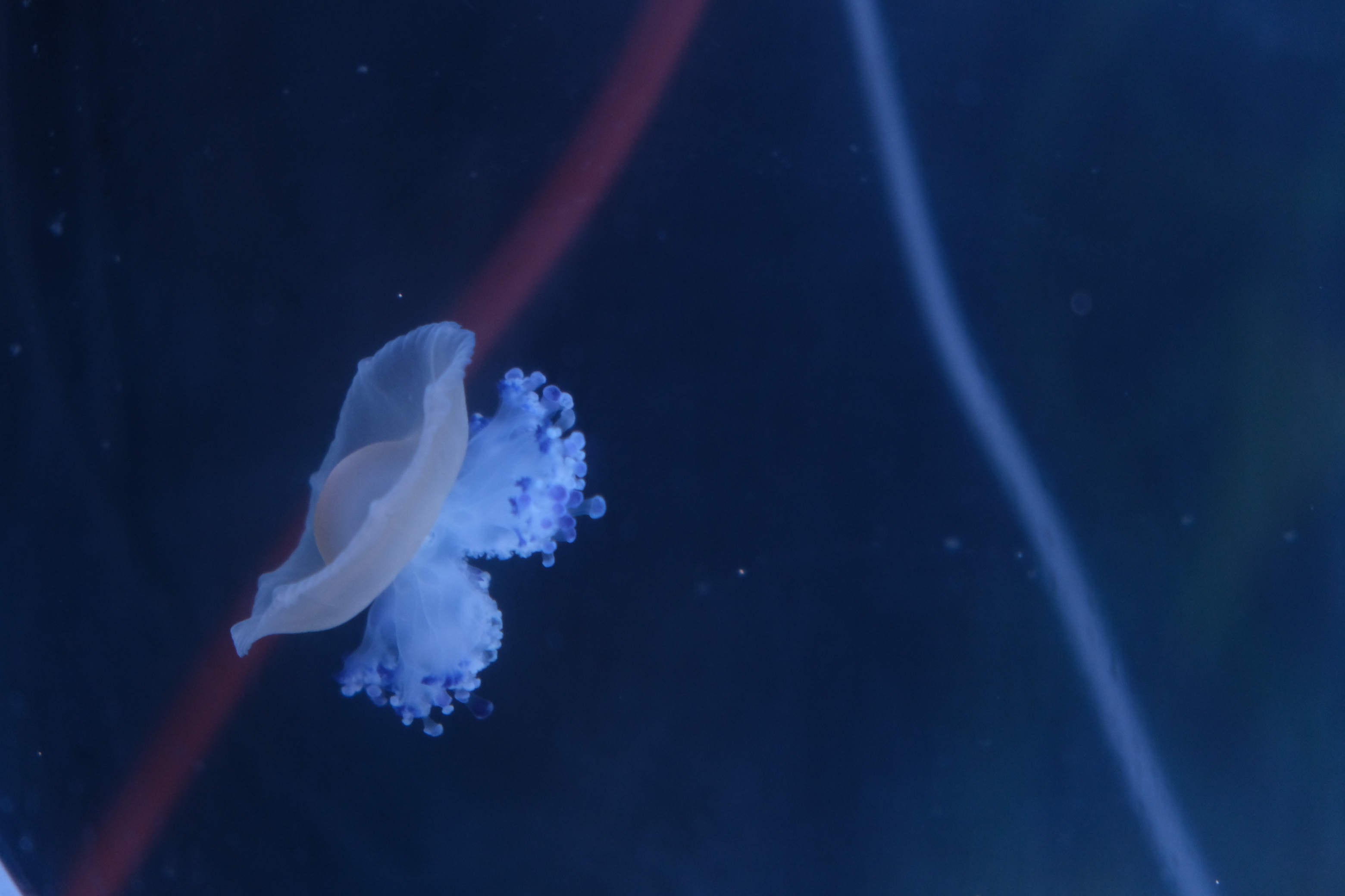 A fried egg jellyfish at Trinh’s home. Photo: Ngoc Phuong / Tuoi Tre News