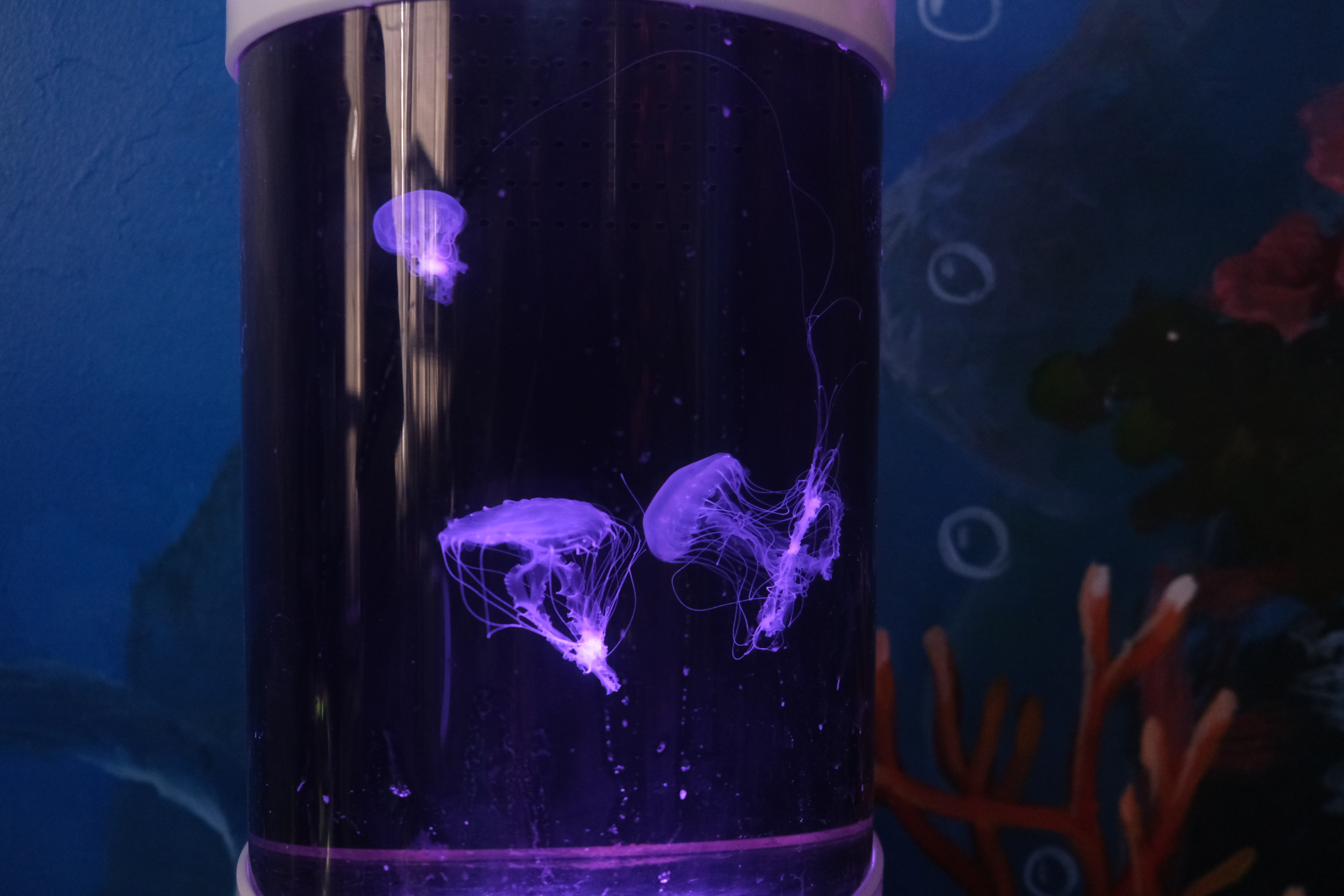 Jellyfish swim in a tank equiped with purple light. Photo: Ngoc Phuong / Tuoi Tre News
