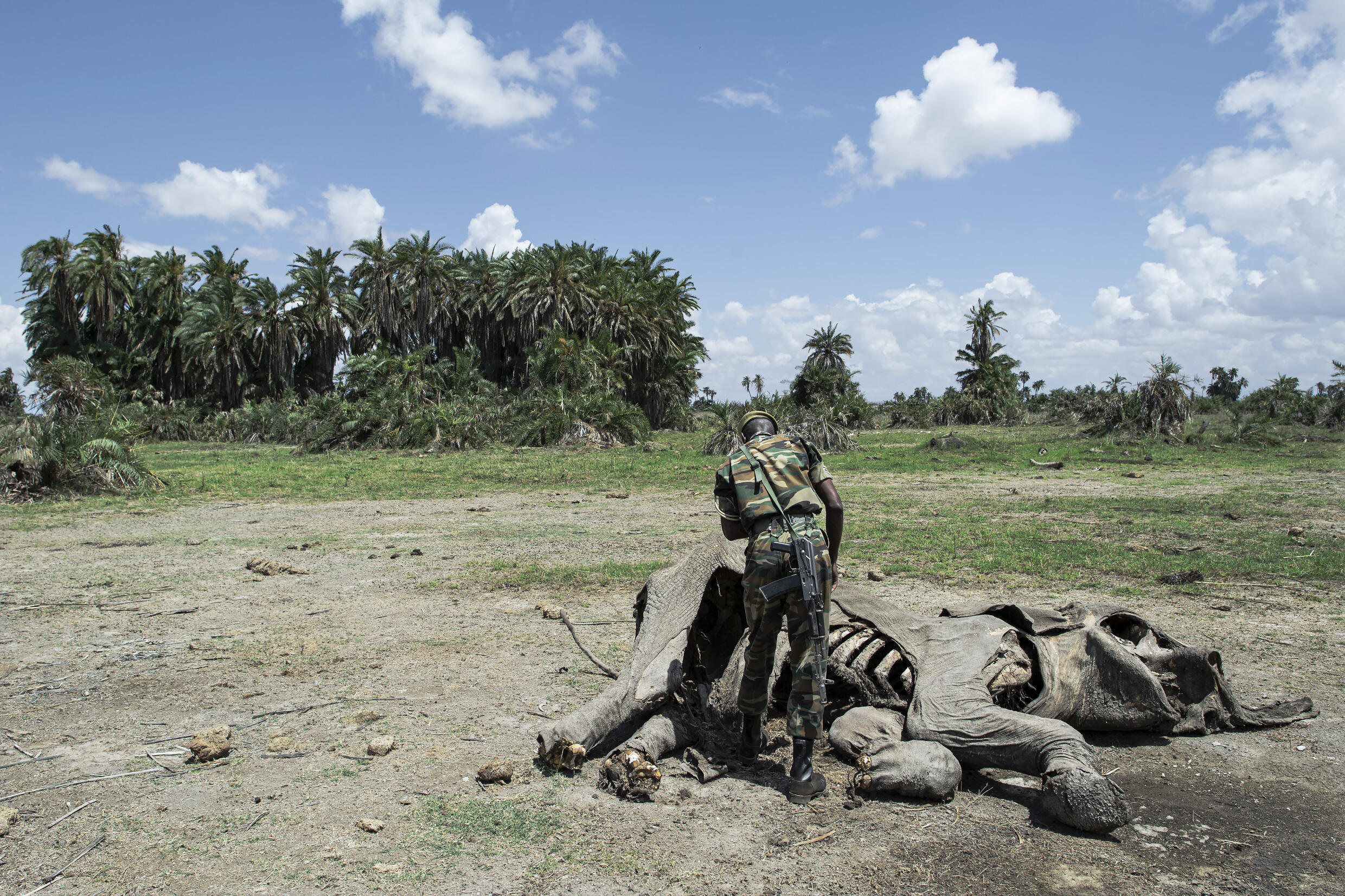 Kenya Wildlife Services (KWS) Ranger, Josephat Wangige looks on November 29, 2022 over the carcass of a 32 year old female elephant that he discovered weeks earlier amidst palm bushes and retrieved her tusks after she succumbed to the effects of a ravaging drought at the Amboseli National Park. Photo: AFP