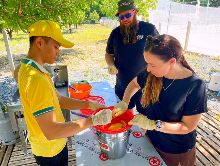 Foreigners experience a mango tour in Khanh Hoa Province. Photo: Thuc Nghi / Tuoi Tre