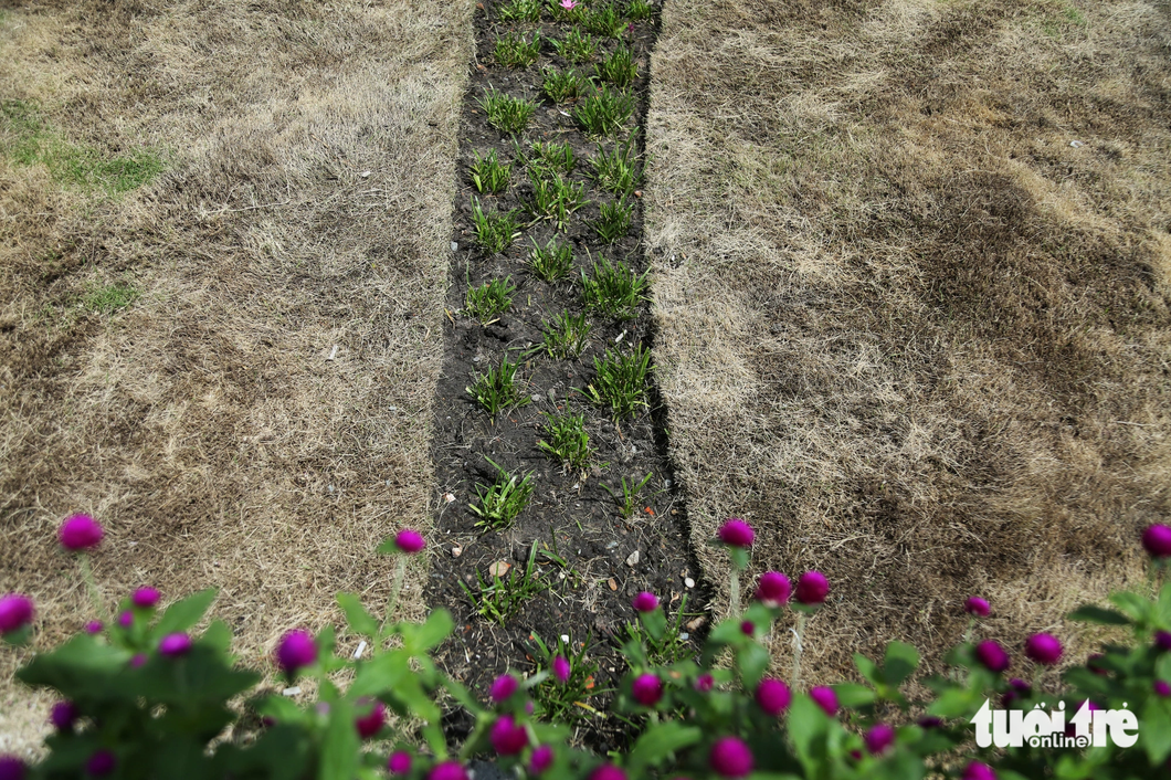 The flower beds interspersed with the lawn at Bach Dang Wharf Park in District 1, Ho Chi Minh City become discolored, September 25, 2023. Photo: Tuoi Tre