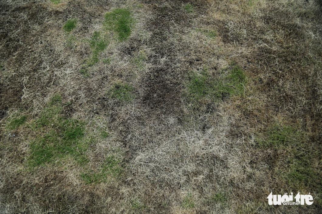The lawn of Bach Dang Wharf Park in District 1, Ho Chi Minh City is discolored, September 25, 2023. Photo: Tuoi Tre