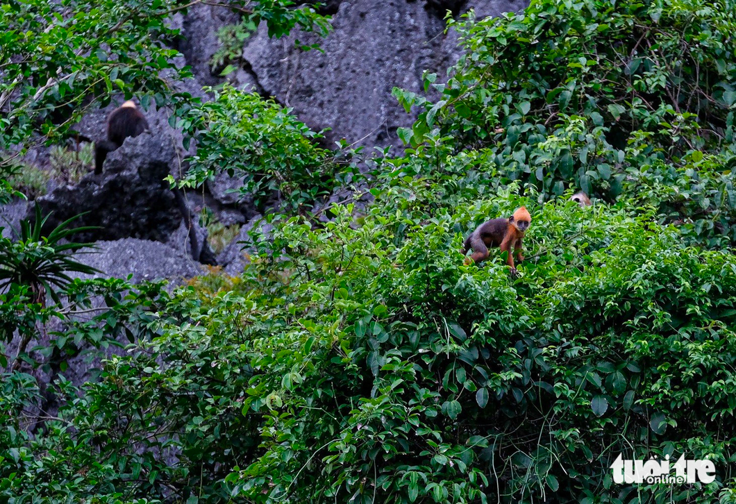 The Cat Ba langur (Trachypithecus poliocephalus) is on the list of animals at the highest risk of extinction and is recorded in the world red book. Photo: nam Tran / Tuoi Tre