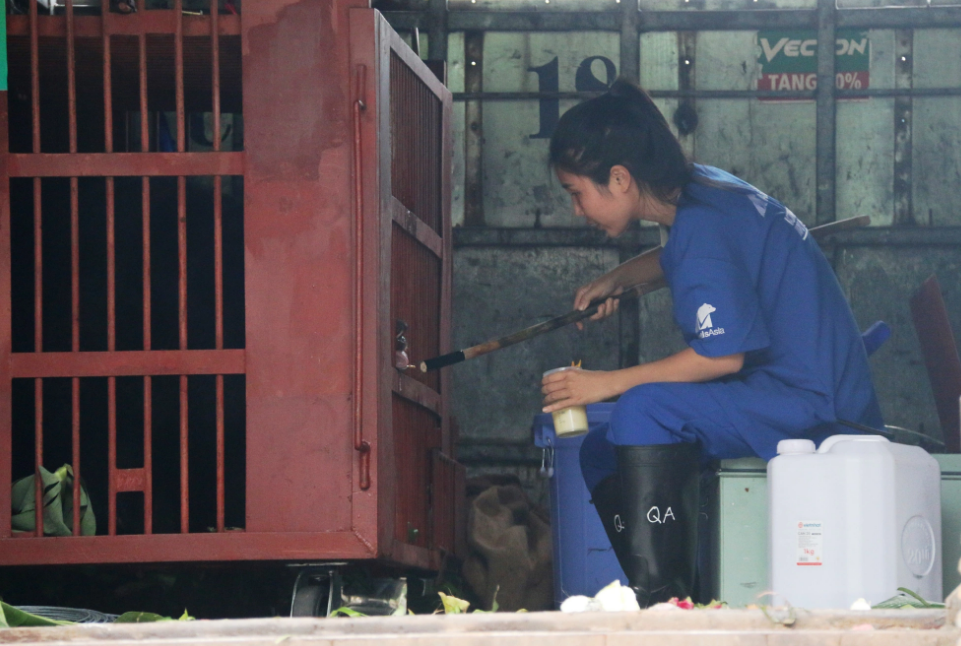 An employee gives milk mixed with honey to one of two Asian black bears. Photo: Nhat Linh / Tuoi Tre