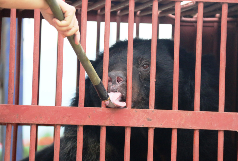 A male bear named Amstrong is one of the first two residents at the Vietnam Bear Sanctuary on Bach Ma Mountain. Photo: Nhat Linh / Tuoi Tre
