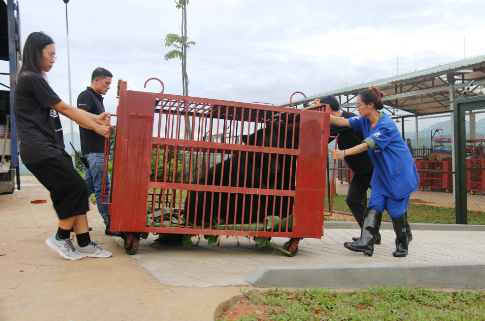 Employees relocate a bear to a quarantine area for health monitoring. Photo: Nhat Linh / Tuoi Tre