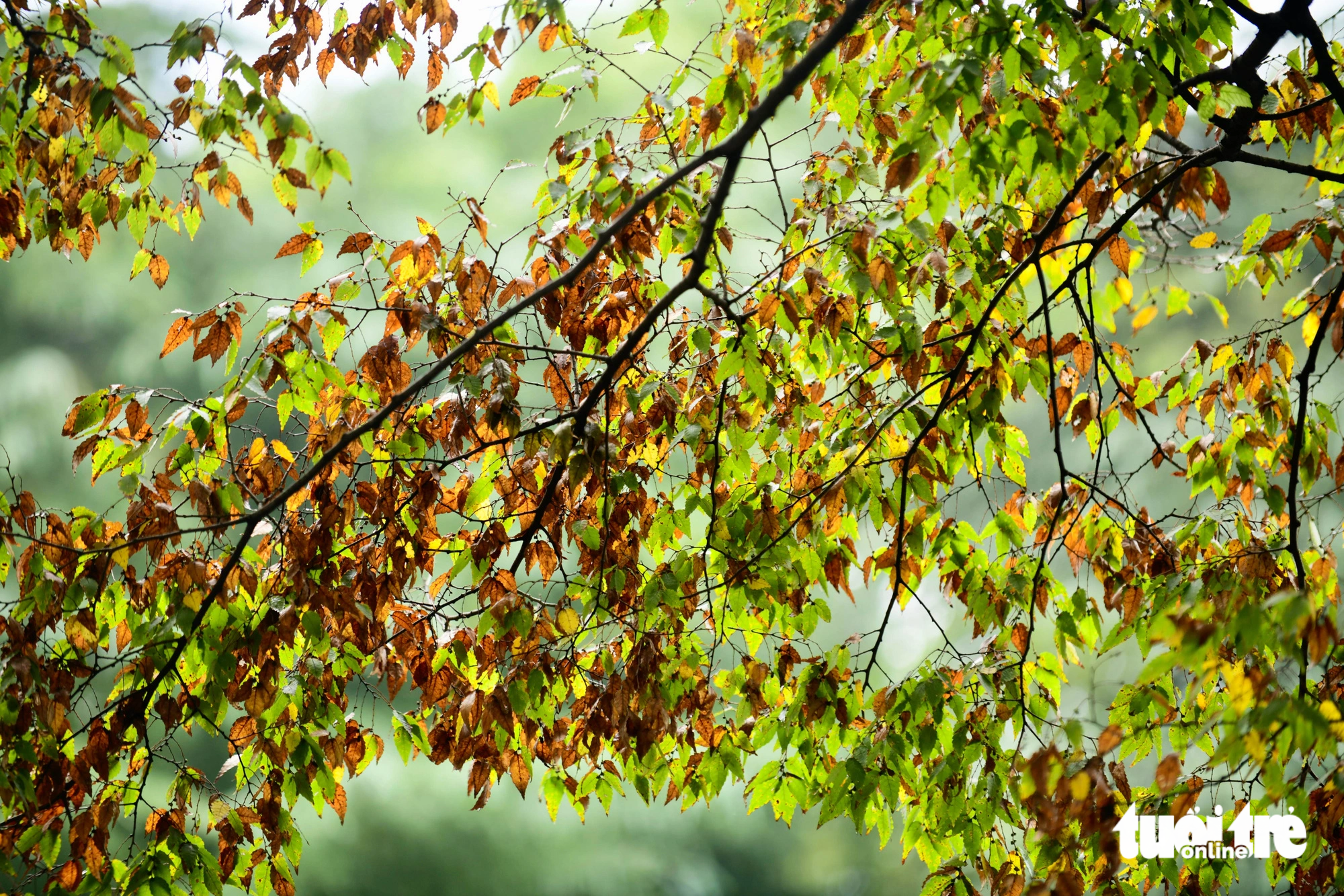In autumn, leaves of trees in the park turn yellow, creating a poetic scene