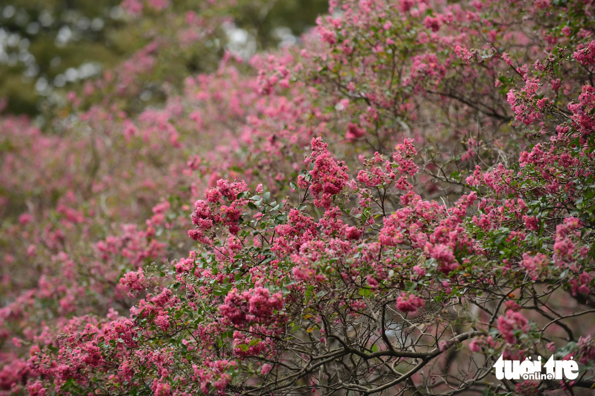The park looks like donning a new coat with different kinds of flowers in each season of the year. Besides yellow leaves, visitors can admire long-lived rosa multiflora