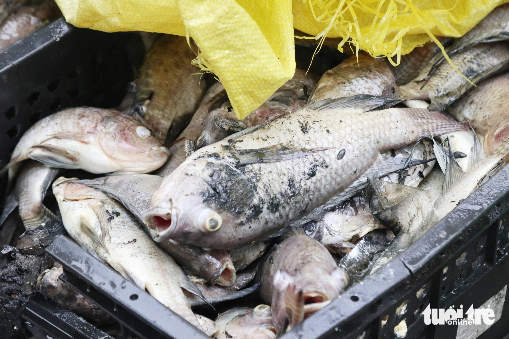 Most of the fish dead in large numbers in the moat are tilapia. Photo: Doan Hoa / Tuoi Tre